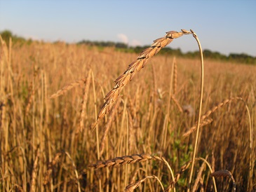 Voedwel, natuurlijk voedingsadvies, spelt